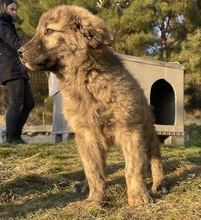 CHANCE, Hund, Mischlingshund in Griechenland - Bild 4