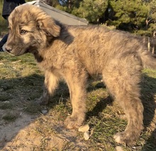 CHANCE, Hund, Mischlingshund in Griechenland - Bild 5