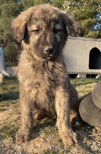 CHANCE, Hund, Mischlingshund in Griechenland - Bild 6