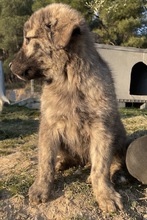 CHANCE, Hund, Mischlingshund in Griechenland - Bild 7