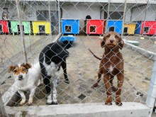 GODRIC, Hund, Mischlingshund in Bulgarien - Bild 2