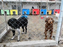 GODRIC, Hund, Mischlingshund in Bulgarien - Bild 3