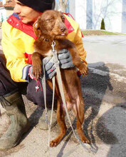 GODRIC, Hund, Mischlingshund in Bulgarien - Bild 4