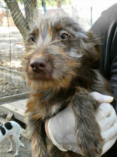 GODRIC, Hund, Mischlingshund in Bulgarien - Bild 7