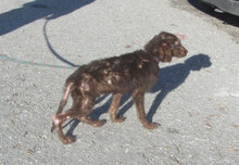 GODRIC, Hund, Mischlingshund in Bulgarien - Bild 8