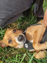 TESCO2, Hund, Mischlingshund in Ungarn - Bild 3