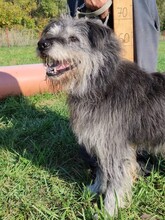 BÖRNI, Hund, Schnauzer-Mix in Ungarn - Bild 3