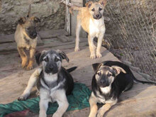 CLARIS, Hund, Mischlingshund in Bulgarien - Bild 10