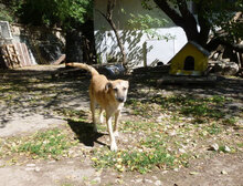 CLARIS, Hund, Mischlingshund in Bulgarien - Bild 12