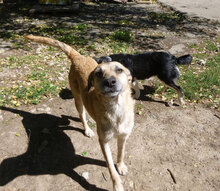 CLARIS, Hund, Mischlingshund in Bulgarien - Bild 13