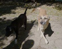 CLARIS, Hund, Mischlingshund in Bulgarien - Bild 14