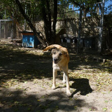 CLARIS, Hund, Mischlingshund in Bulgarien - Bild 15