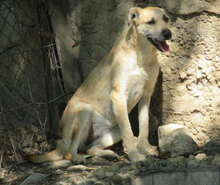 CLARIS, Hund, Mischlingshund in Bulgarien - Bild 16