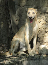 CLARIS, Hund, Mischlingshund in Bulgarien - Bild 17