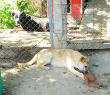 CLARIS, Hund, Mischlingshund in Bulgarien - Bild 18