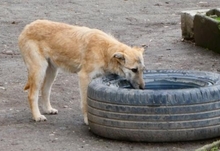 CLARIS, Hund, Mischlingshund in Bulgarien - Bild 2