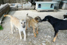 CLARIS, Hund, Mischlingshund in Bulgarien - Bild 20