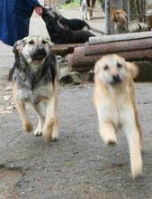 CLARIS, Hund, Mischlingshund in Bulgarien - Bild 3