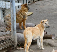 CLARIS, Hund, Mischlingshund in Bulgarien - Bild 4