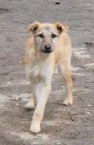 CLARIS, Hund, Mischlingshund in Bulgarien - Bild 6