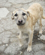 CLARIS, Hund, Mischlingshund in Bulgarien - Bild 8