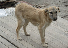 CLARIS, Hund, Mischlingshund in Bulgarien - Bild 9