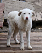 BJALU, Hund, Mischlingshund in Bulgarien - Bild 1