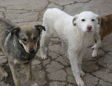 BJALU, Hund, Mischlingshund in Bulgarien - Bild 10