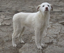 BJALU, Hund, Mischlingshund in Bulgarien - Bild 11