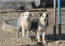BJALU, Hund, Mischlingshund in Bulgarien - Bild 12
