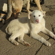 BJALU, Hund, Mischlingshund in Bulgarien - Bild 13