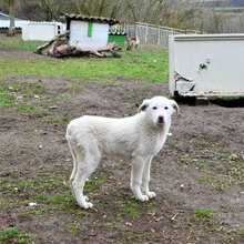 BJALU, Hund, Mischlingshund in Bulgarien - Bild 2
