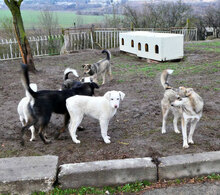 BJALU, Hund, Mischlingshund in Bulgarien - Bild 4