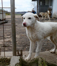 BJALU, Hund, Mischlingshund in Bulgarien - Bild 5