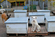 BJALU, Hund, Mischlingshund in Bulgarien - Bild 6