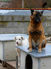BJALU, Hund, Mischlingshund in Bulgarien - Bild 8