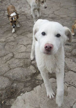BJALU, Hund, Mischlingshund in Bulgarien - Bild 9