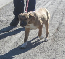 LARRY, Hund, Mischlingshund in Bulgarien - Bild 10