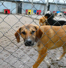 LARRY, Hund, Mischlingshund in Bulgarien - Bild 2