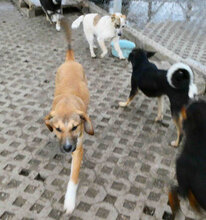 LARRY, Hund, Mischlingshund in Bulgarien - Bild 3