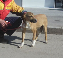 LARRY, Hund, Mischlingshund in Bulgarien - Bild 5