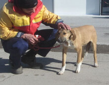 LARRY, Hund, Mischlingshund in Bulgarien - Bild 6