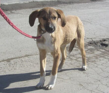 LARRY, Hund, Mischlingshund in Bulgarien - Bild 9