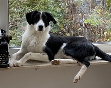 JOE, Hund, Mischlingshund in Eltville - Bild 17