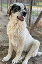 JONI, Hund, Mischlingshund in Griechenland - Bild 10