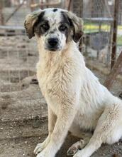 JONI, Hund, Mischlingshund in Griechenland - Bild 11