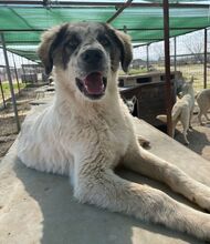 JONI, Hund, Mischlingshund in Griechenland - Bild 13