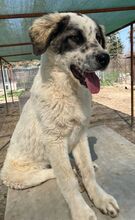 JONI, Hund, Mischlingshund in Griechenland - Bild 14