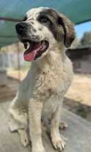 JONI, Hund, Mischlingshund in Griechenland - Bild 15
