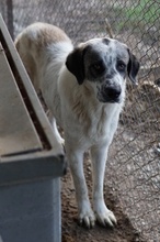 JONI, Hund, Mischlingshund in Griechenland - Bild 2